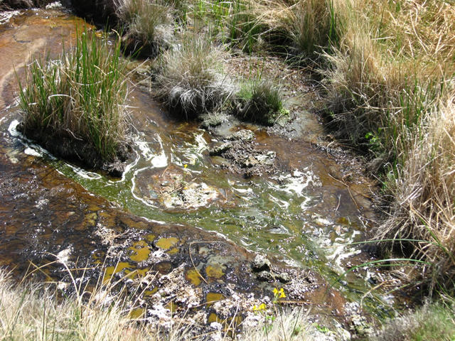 Algae near source (Dyke)